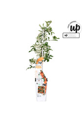 Pyracantha Orange Star