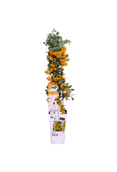 Pyracantha Sunny Star