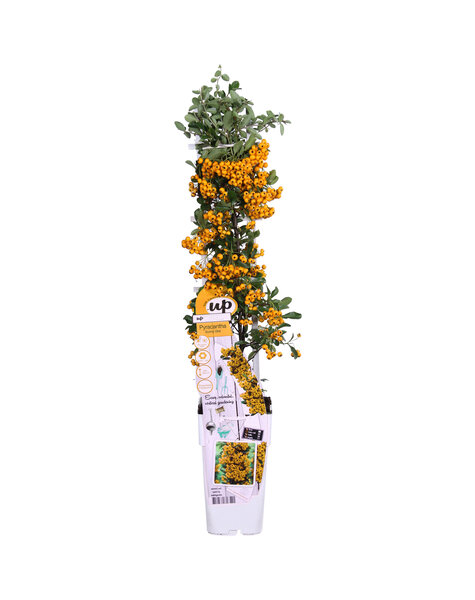 Pyracantha