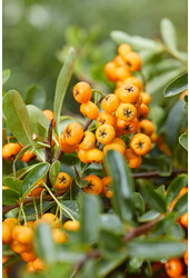Pyracantha Sunny Star