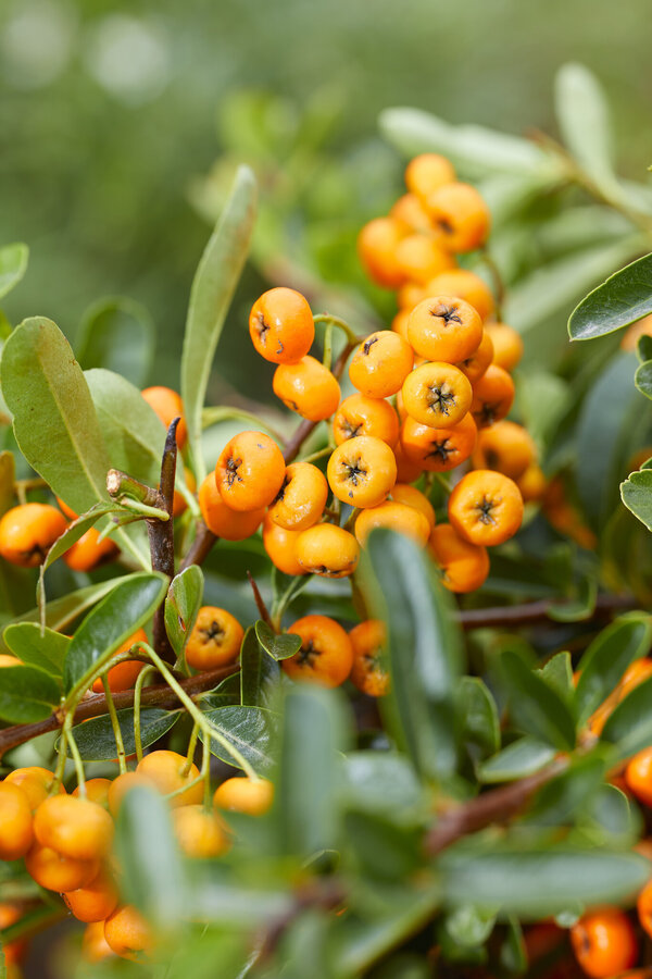 Pyracantha Sunny Star