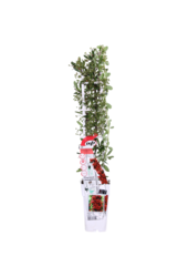 Pyracantha Red Star®