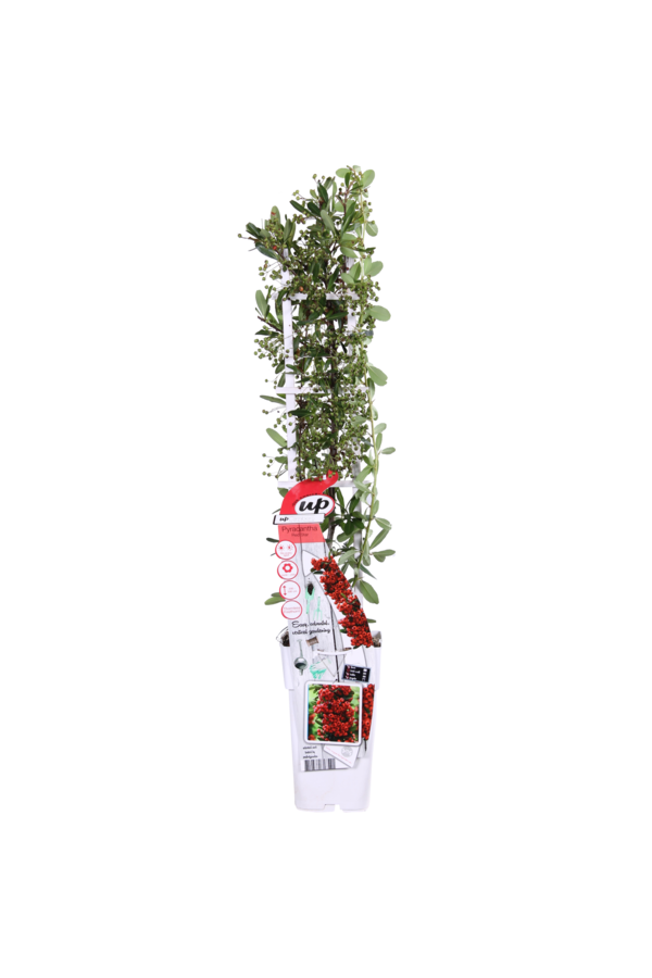 Pyracantha Red Star®