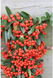 Pyracantha Red Star®