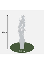 Pyracantha Red Star®