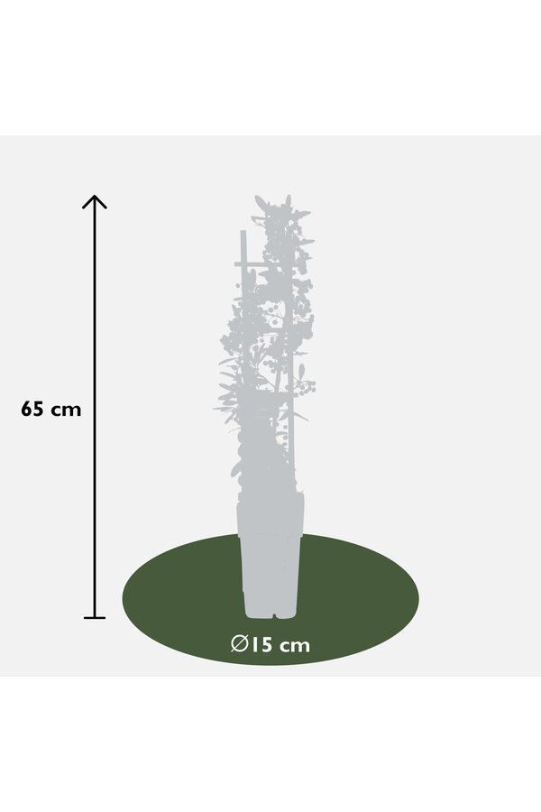 Pyracantha Red Star®