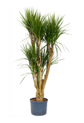 Hydroplante Dracaena Marginata