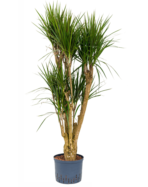 Hydroplante Dracaena