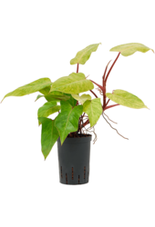 Philodendron hydroponique Painted Lady