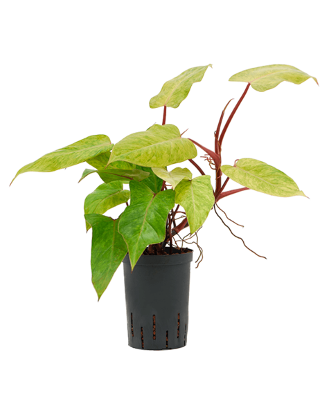 Philodendron hydroponique