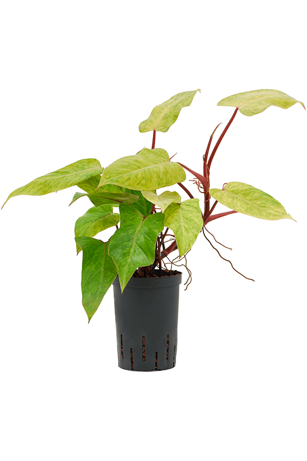 Philodendron hydroponique Painted Lady