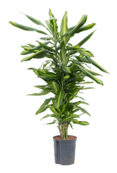 Plante hydroponique Dracaena Fragrans Cintho