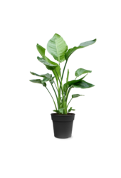 Strelitzia Nicolai