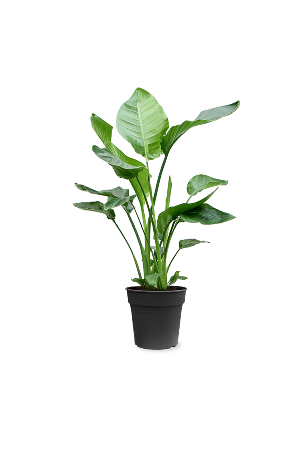 Strelitzia Nicolai