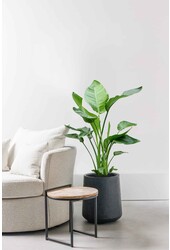 Strelitzia Nicolai