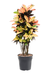 Croton Wonderstruik Iceton L
