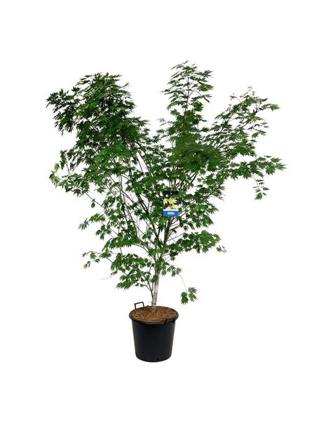 Acer