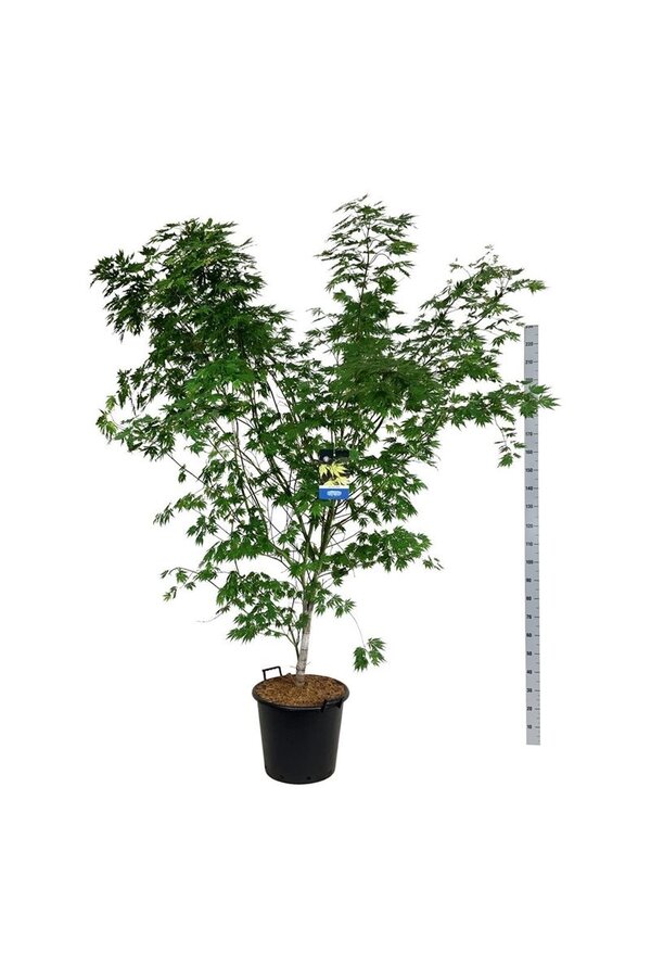 Érable Acer Arctic Jade ®