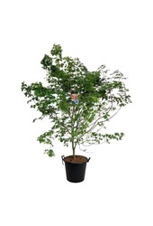 Esdoorn Acer North Wind ®