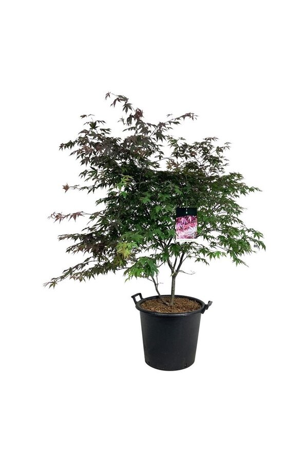 Érable Acer Atropurpureum