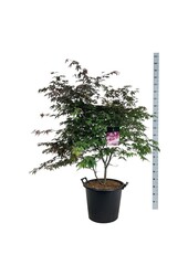 Esdoorn Acer Atropurpureum