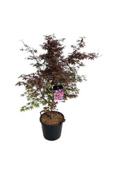 Esdoorn Acer Atropurpureum
