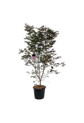 Érable Acer Atropurpureum