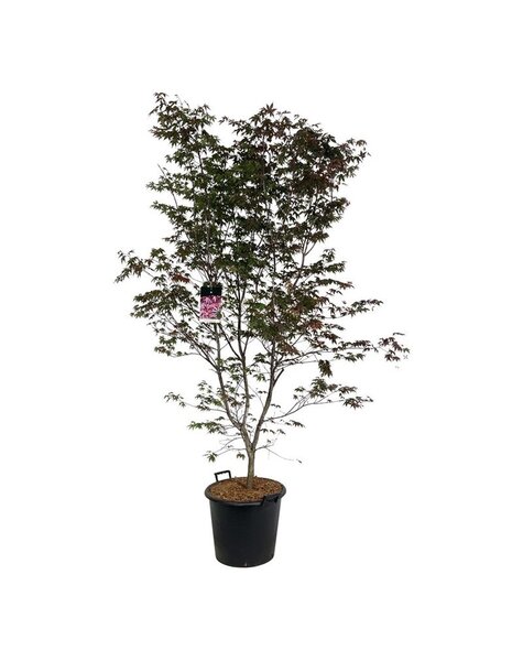 Acer