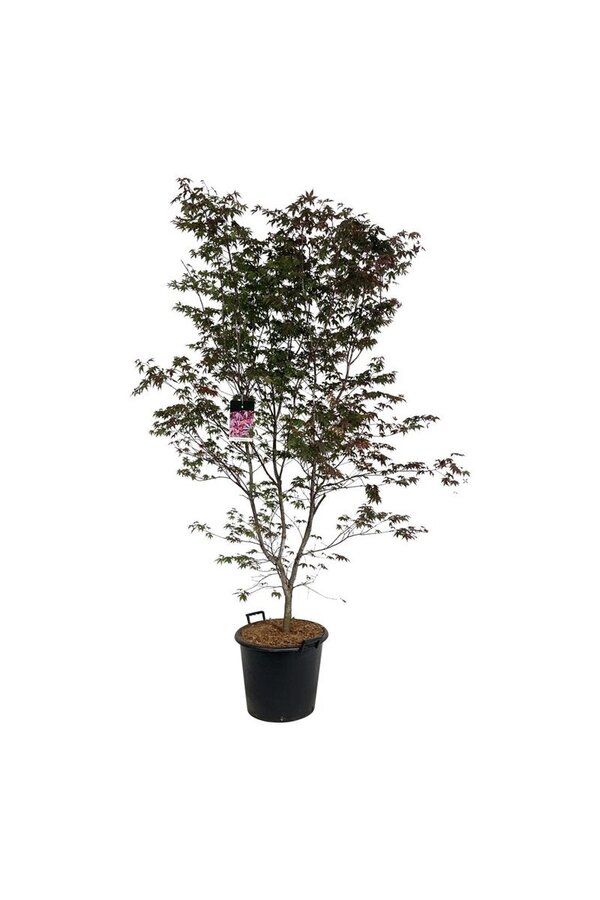 Érable Acer Atropurpureum