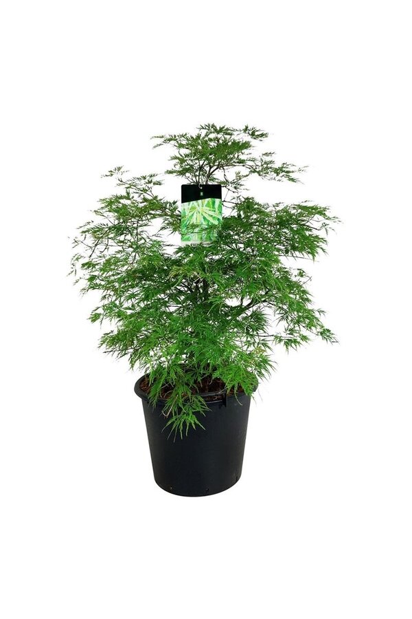 Esdoorn Acer Dissectum