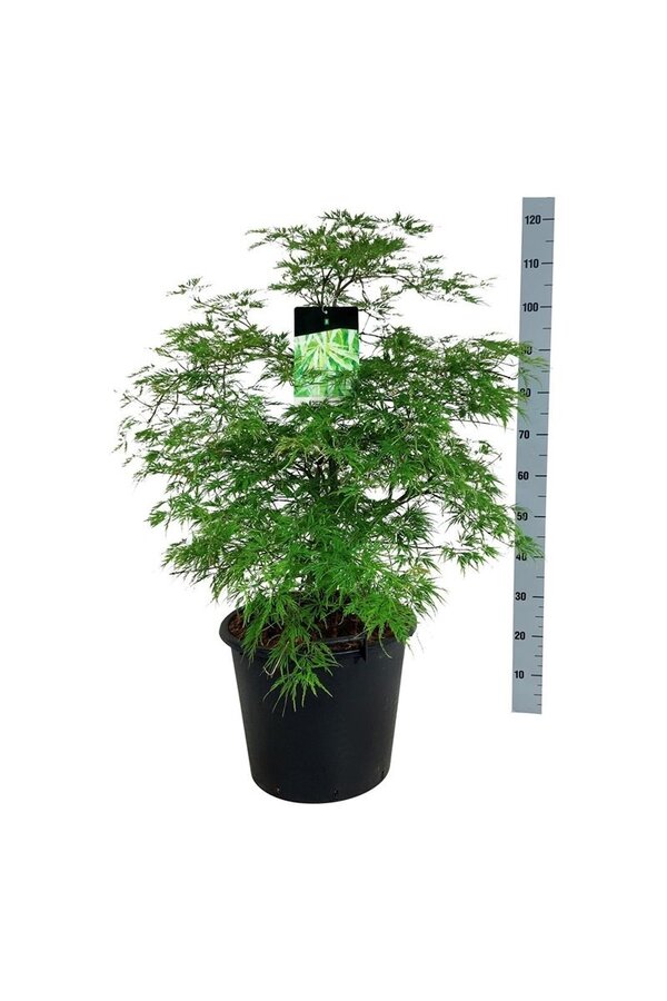 Esdoorn Acer Dissectum