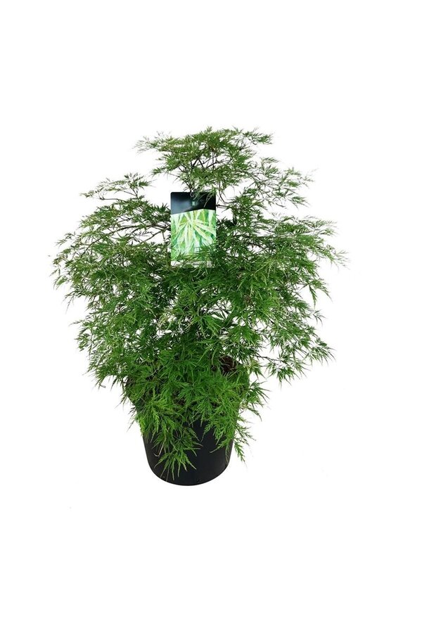 Esdoorn Acer Dissectum