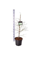 Érable Acer Dissectum
