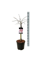 Érable Acer Garnet