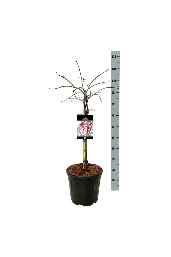 Érable Acer Garnet