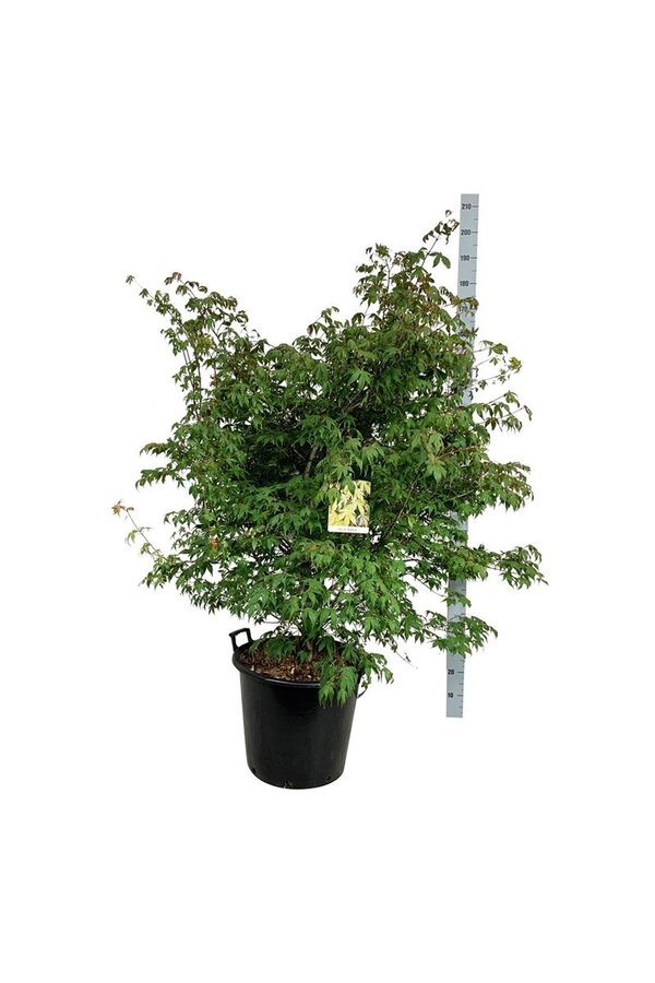 Esdoorn Acer Osakazuki