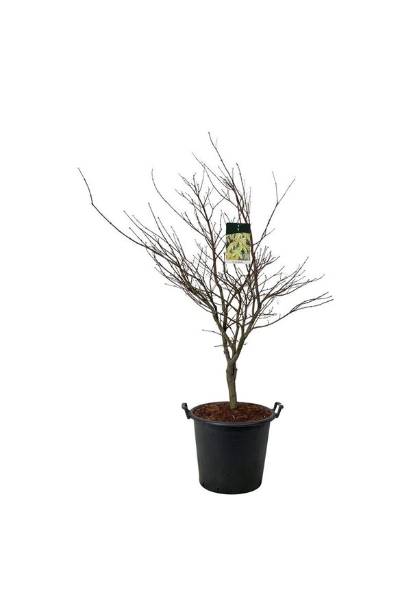 Esdoorn Acer Osakazuki