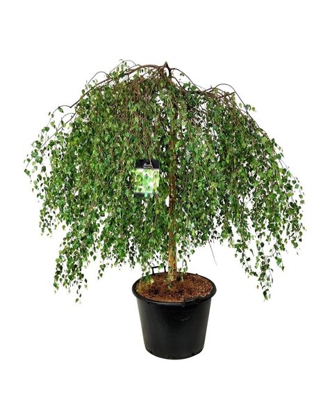Betula