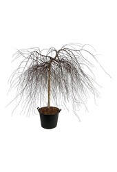 Berk Betula Youngii