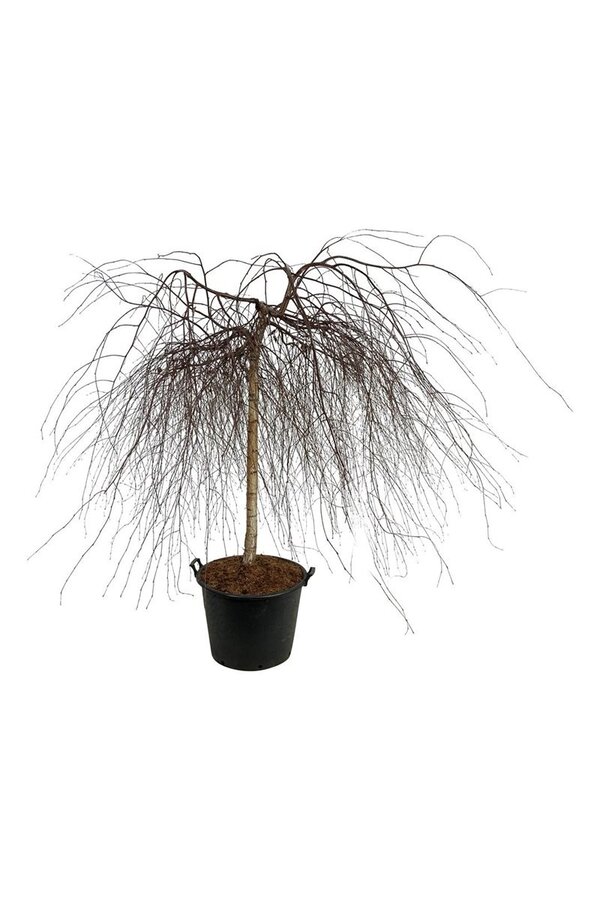 Berk Betula Youngii