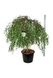 Berk Betula Youngii