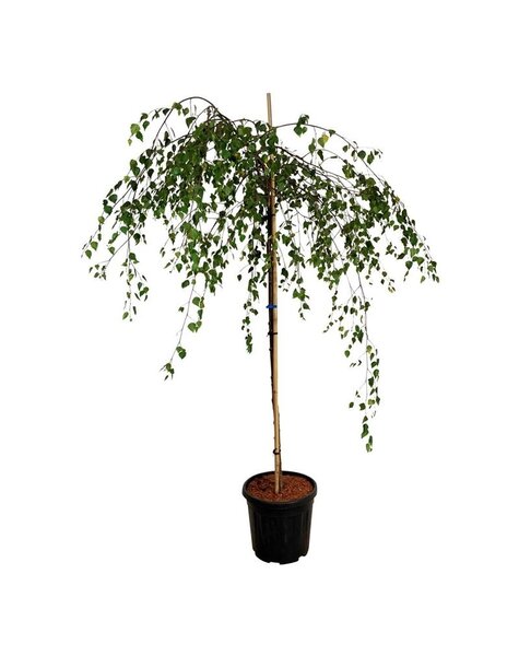 Betula