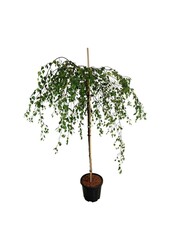 Berk Betula utilis Youngii