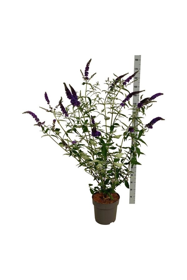 Arbre aux papillons Buddleja Empire Blue