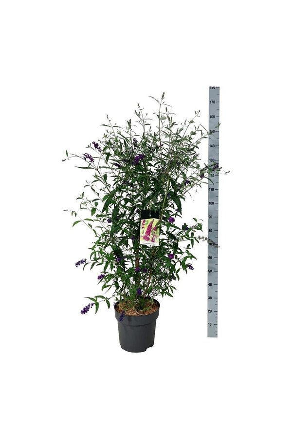 Vlinderstruik Buddleja Royal Red