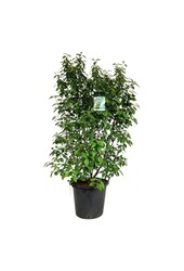 Schoonvrucht Callicarpa bodinieri Profusion