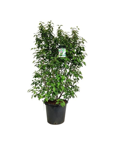 Callicarpa