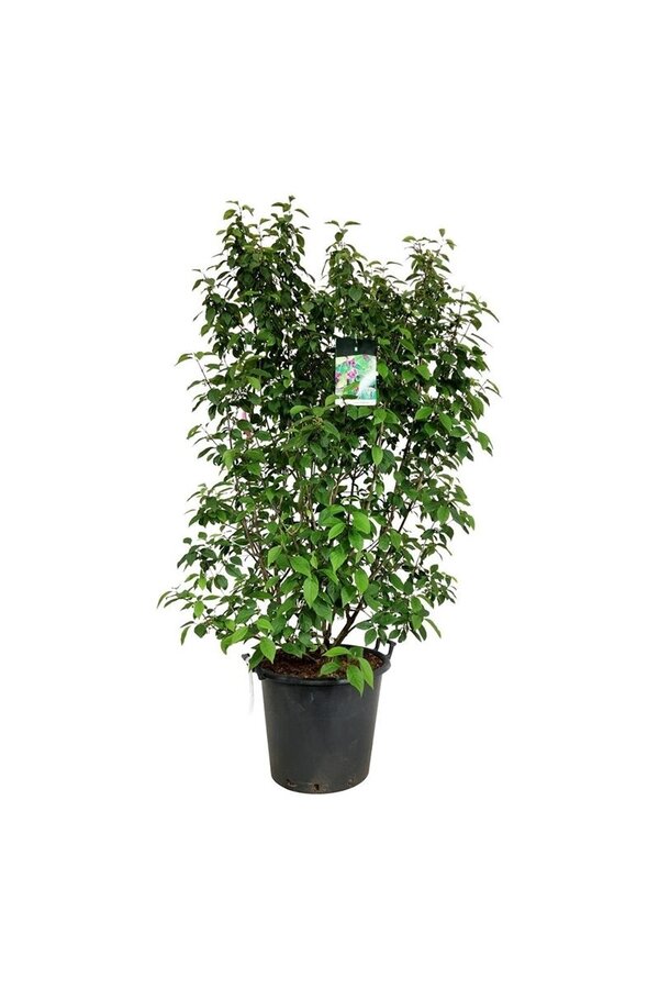 Schoonvrucht Callicarpa bodinieri Profusion