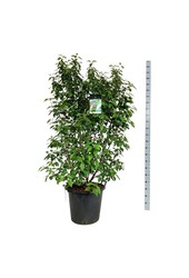 Schoonvrucht Callicarpa bodinieri Profusion