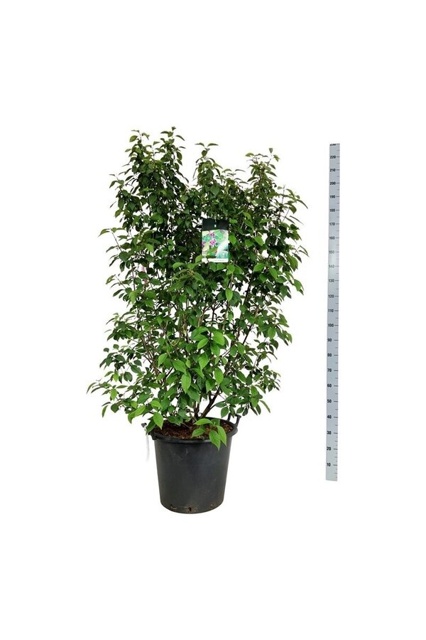 Schoonvrucht Callicarpa bodinieri Profusion